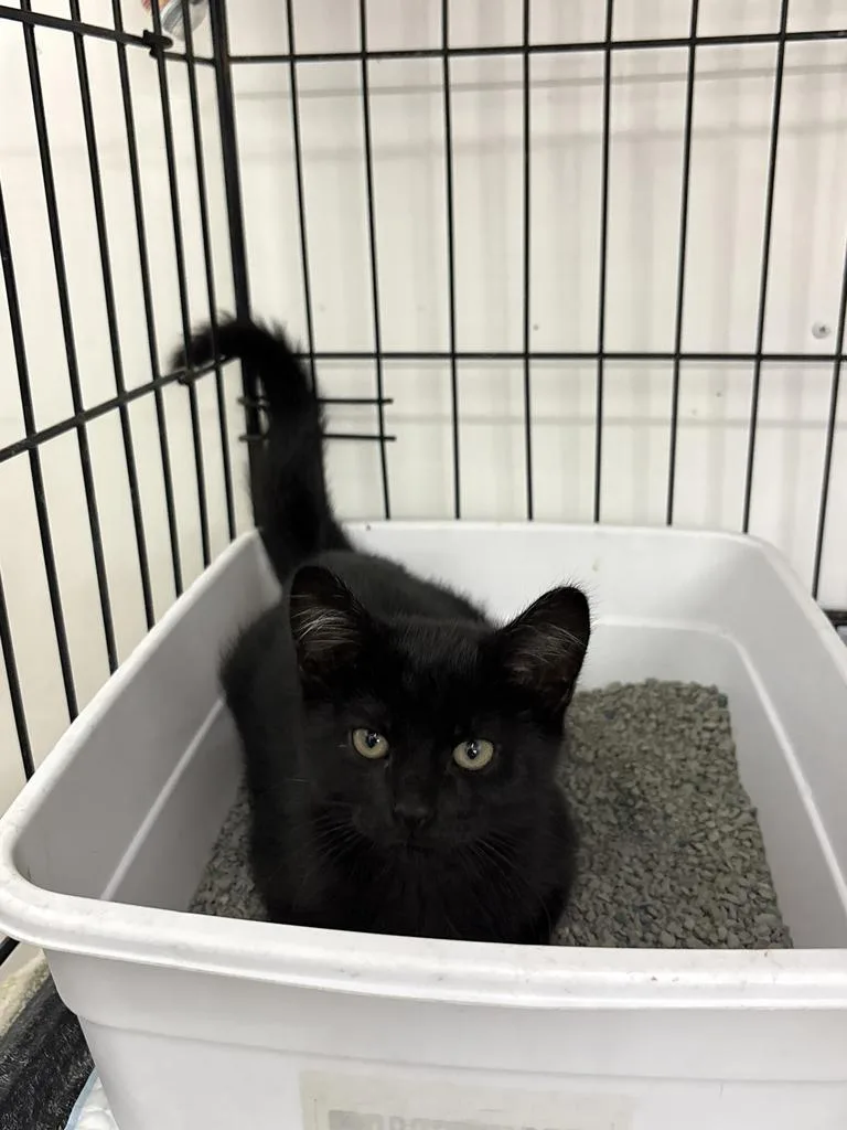 A young medium-sized male Domestic Short Hair cat named Bert for adoption in Black River Falls, WI