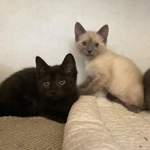 A baby small-sized female Gray / Blue / Silver Domestic Short Hair cat named Carly for adoption in Dayton, OH