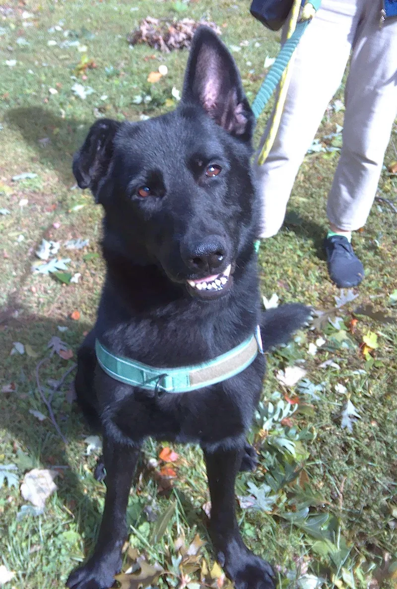 A senior large-sized male Black German Shepherd Dog dog named Ren for adoption in Trumbull, CT
