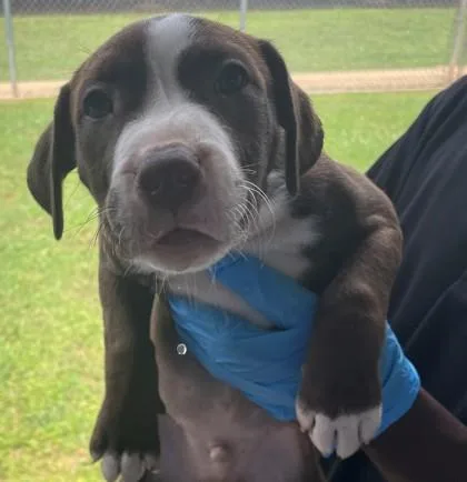 An adult small-sized male Terrier dog named Cove for adoption in Shreveport, LA