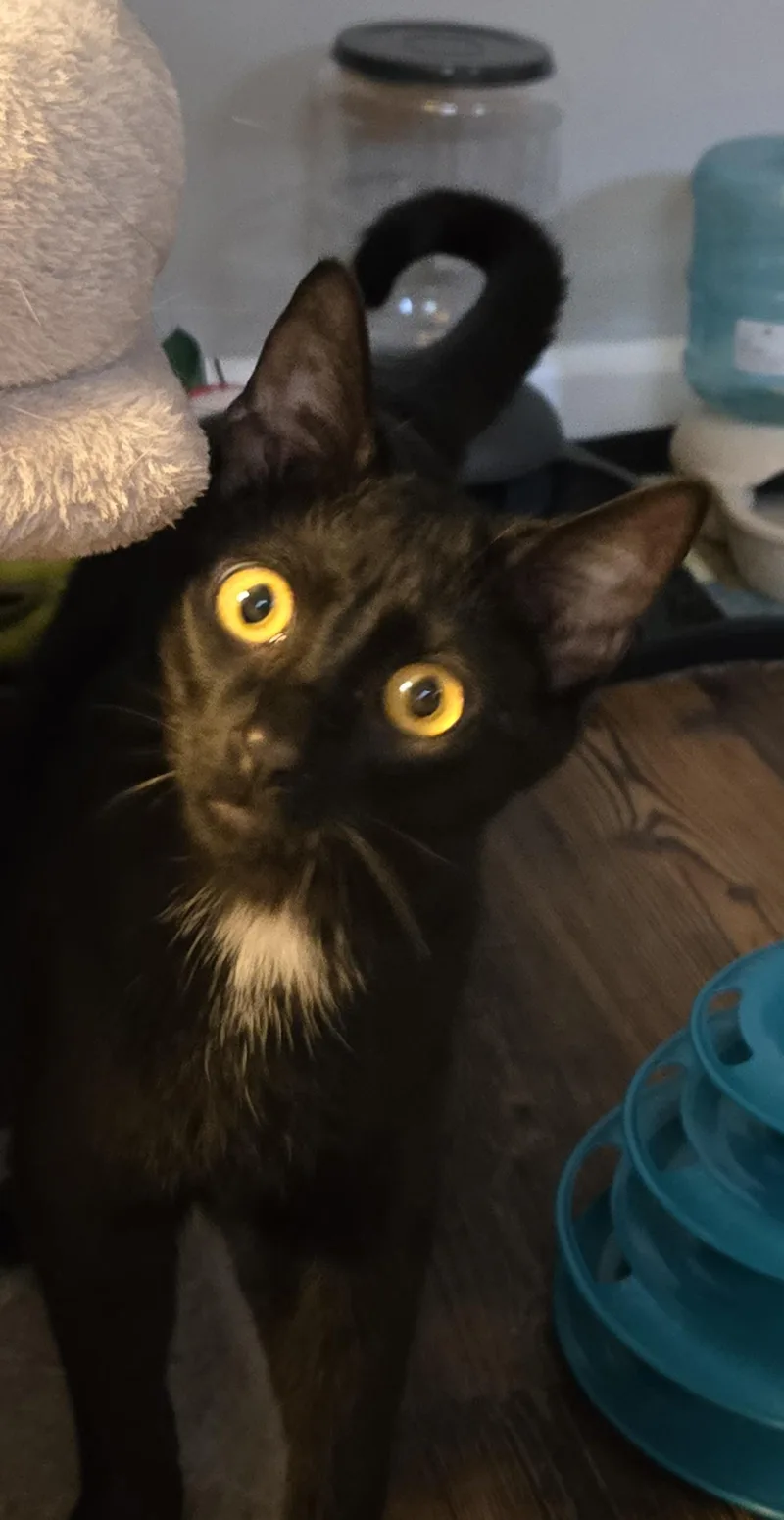 A young medium-sized male Black Domestic Short Hair cat named Stewie for adoption in Bloomsdale, MO