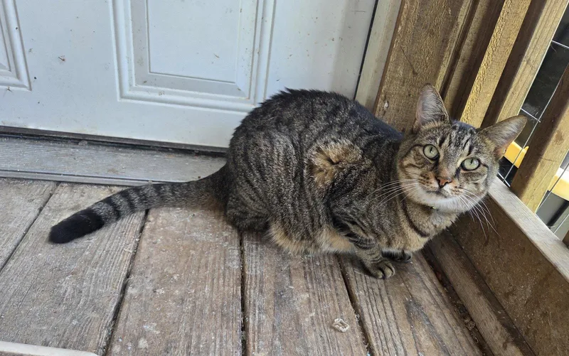 A young medium-sized female Domestic Short Hair cat named Spicy for adoption in Attalla, AL