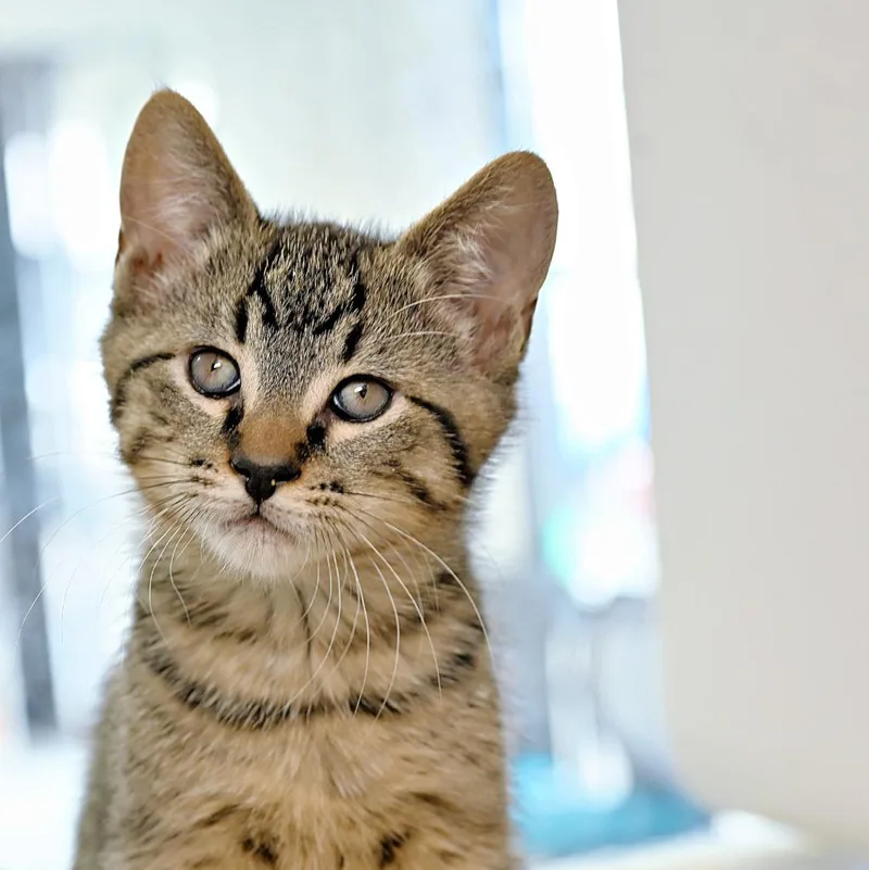 A baby medium-sized female Domestic Short Hair cat named Maia for adoption in Shoreline, WA