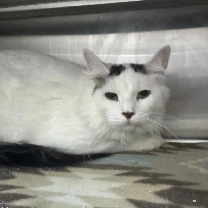 An adult large-sized male White Domestic Medium Hair cat named Keegan for adoption in Middleburg, FL