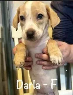 Darla