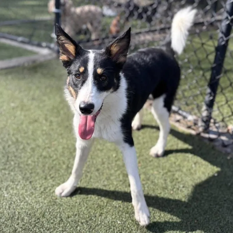 A young medium-sized female Black Border Collie dog named Kira for adoption in Wadena, MN