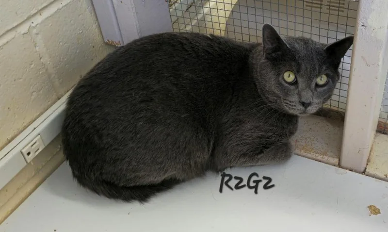 A young medium-sized male Domestic Short Hair cat named Rg for adoption in Cedar Rapids, IA