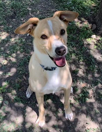 A senior medium-sized male Labrador Retriever dog named Beauregard for adoption in San Antonio, TX