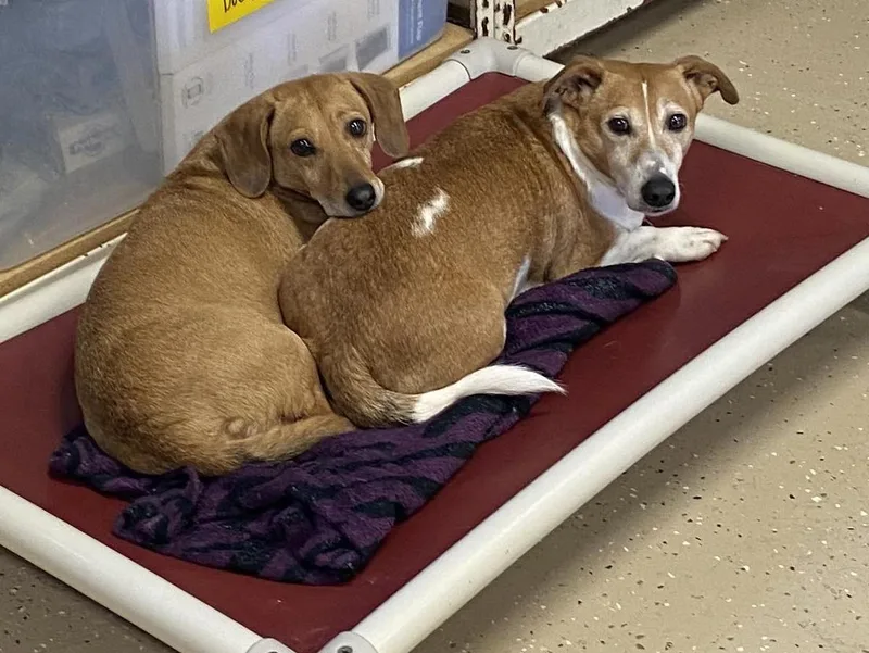 An adult small-sized female Red / Chestnut / Orange Dachshund dog named Cedar for adoption in Indianapolis, IN