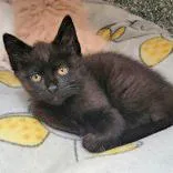 A baby medium-sized female Black Domestic Short Hair cat named June for adoption in Portsmouth, OH