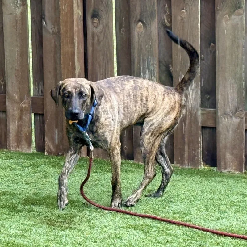An adult medium-sized female Brindle Mixed Breed dog named Kila for adoption in Avon, OH