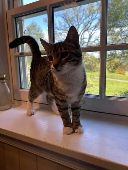 A young medium-sized female Tabby (Brown / Chocolate) Domestic Short Hair cat named Angel for adoption in Reading, PA