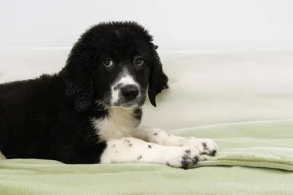 A baby extra large-sized female Newfoundland Dog dog named Olive for adoption in West Chester, PA