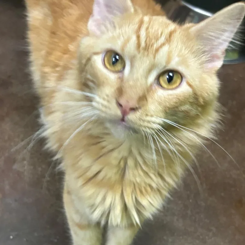 An adult medium-sized male Orange / Red Domestic Long Hair cat named Woody for adoption in Springfield, MO