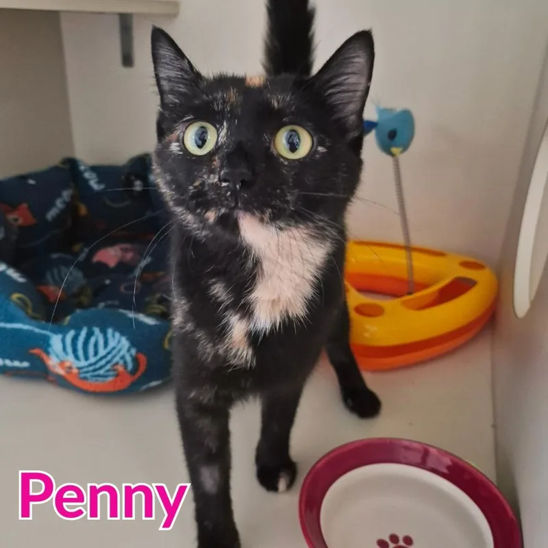 A young medium-sized female Domestic Short Hair cat named Penny for adoption in North Saint Paul, MN