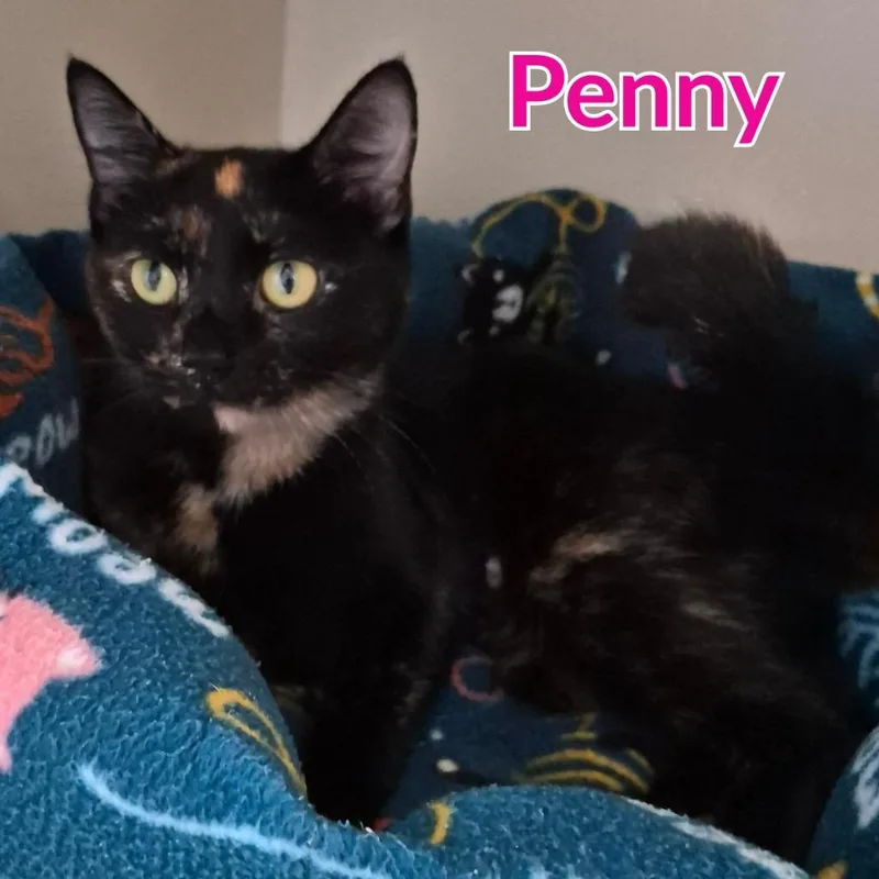 Penny thumbnail 2