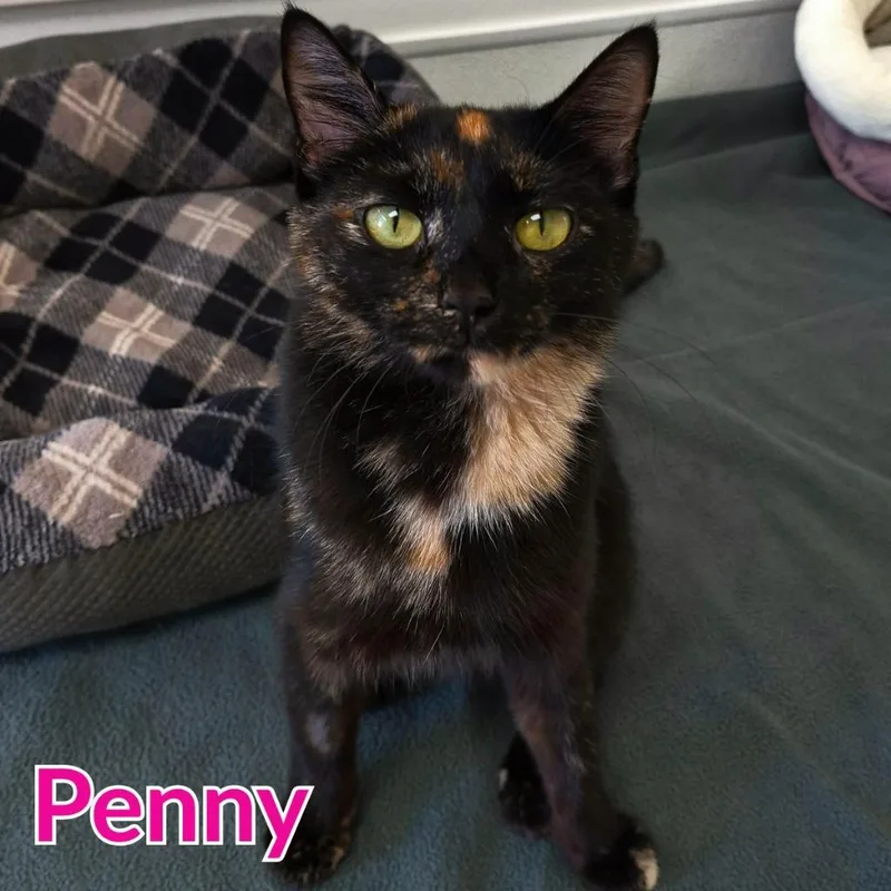 Penny thumbnail 3