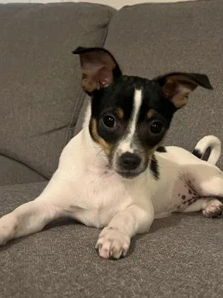 A baby small-sized female Jack Russell Terrier dog named Cupcake for adoption in Sacramento, CA
