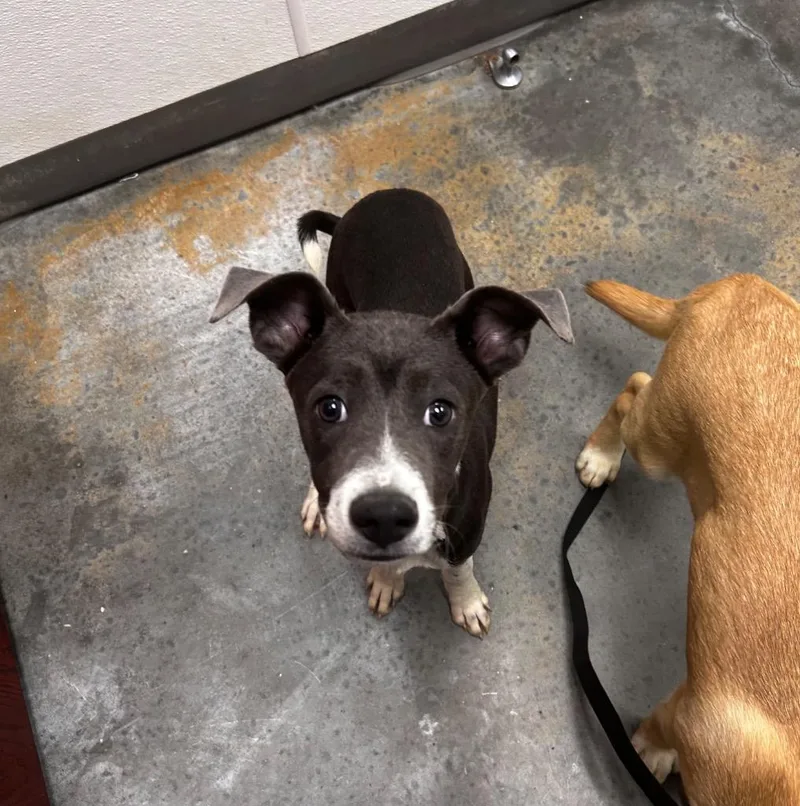 A baby medium-sized male Shepherd dog named Norman for adoption in Gautier, MS