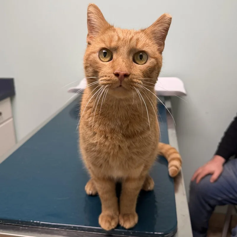 An adult medium-sized male Orange / Red Domestic Short Hair cat named Oj for adoption in Rochester, NY