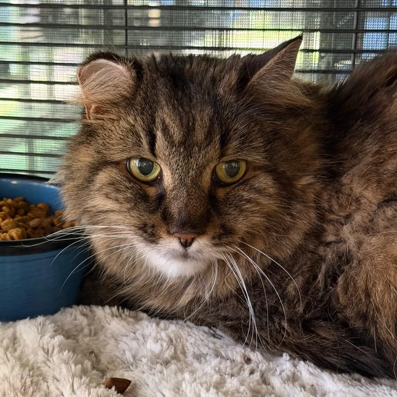 A senior medium-sized male Brown / Chocolate Domestic Long Hair cat named Frankie for adoption in Hampton Bays, NY