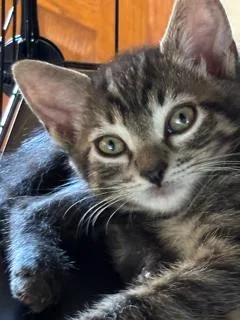 A baby medium-sized male Domestic Short Hair cat named Summer for adoption in Camarillo, CA