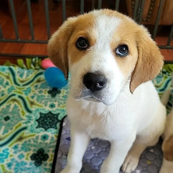 A baby medium-sized female White / Cream Mixed Breed dog named Melanie for adoption in Fredericksburg, VA