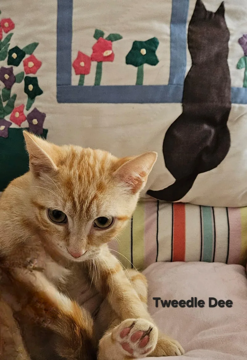 A baby medium-sized male Buff & White Tabby cat named Tweedle Dee for adoption in Richmond, VA