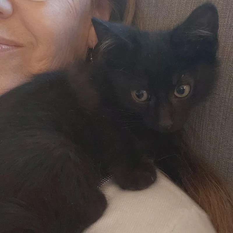 A baby small-sized male Black Domestic Short Hair cat named Brenner Halversen for adoption in Eagle Mountain, UT