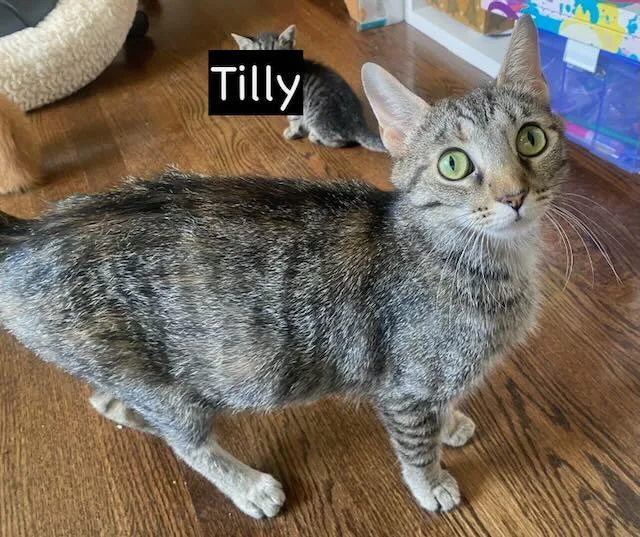 Cat Tilly