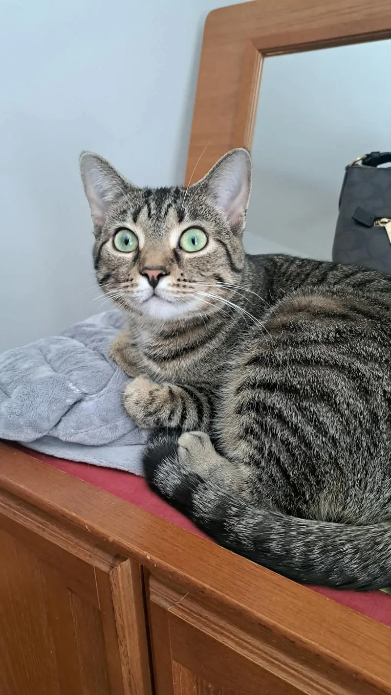 Cat  Tilly thumbnail 3