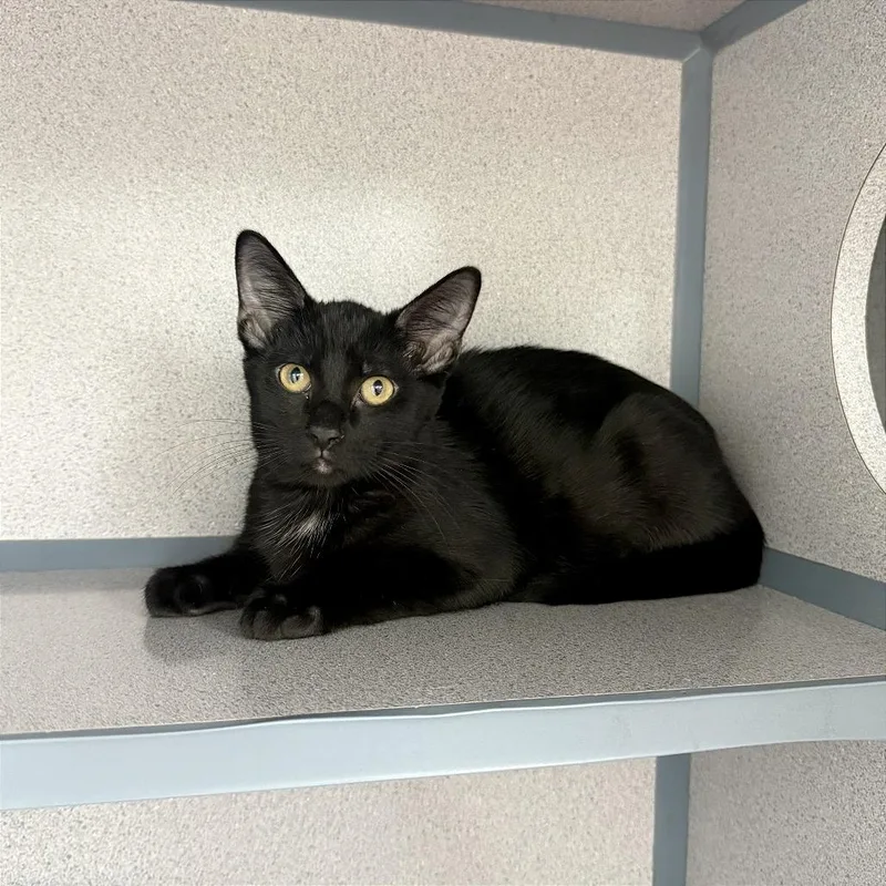 A baby small-sized male Domestic Short Hair cat named Reason for adoption in Evansville, IN