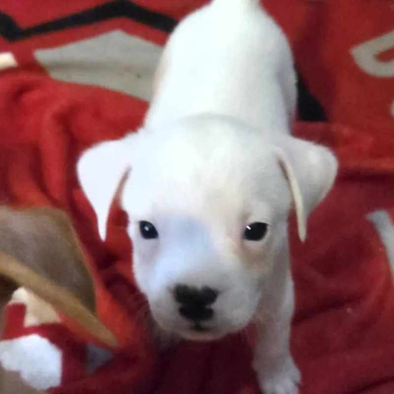 A baby small-sized male White / Cream Mixed Breed dog named Petey for adoption in Lima, OH