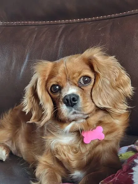 An adult small-sized female Golden Cavalier King Charles Spaniel dog named Rebel for adoption in Whitewater, WI