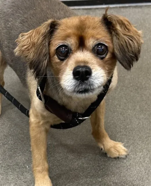 A senior small-sized female Chihuahua dog named Peebles for adoption in Upper Marlboro, MD