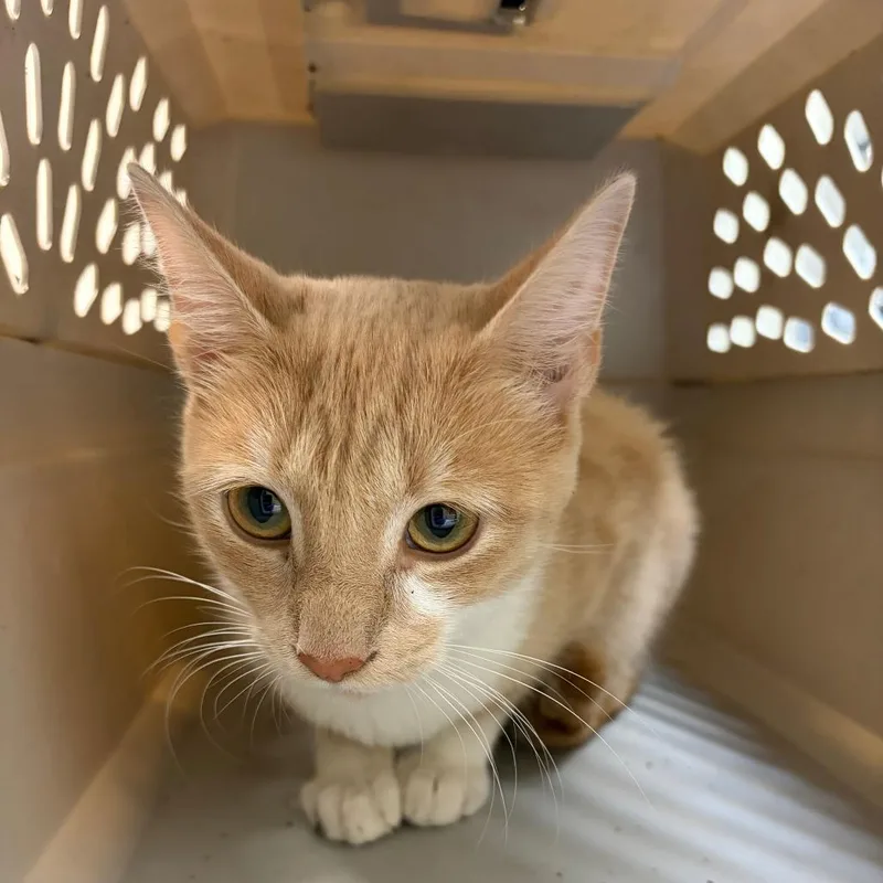A young medium-sized female Domestic Short Hair cat named Tootsie Pop for adoption in Charlottesville, VA