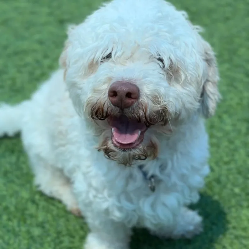 A young small-sized male White / Cream Miniature Poodle dog named Oakley A for adoption in Mission Hills, CA