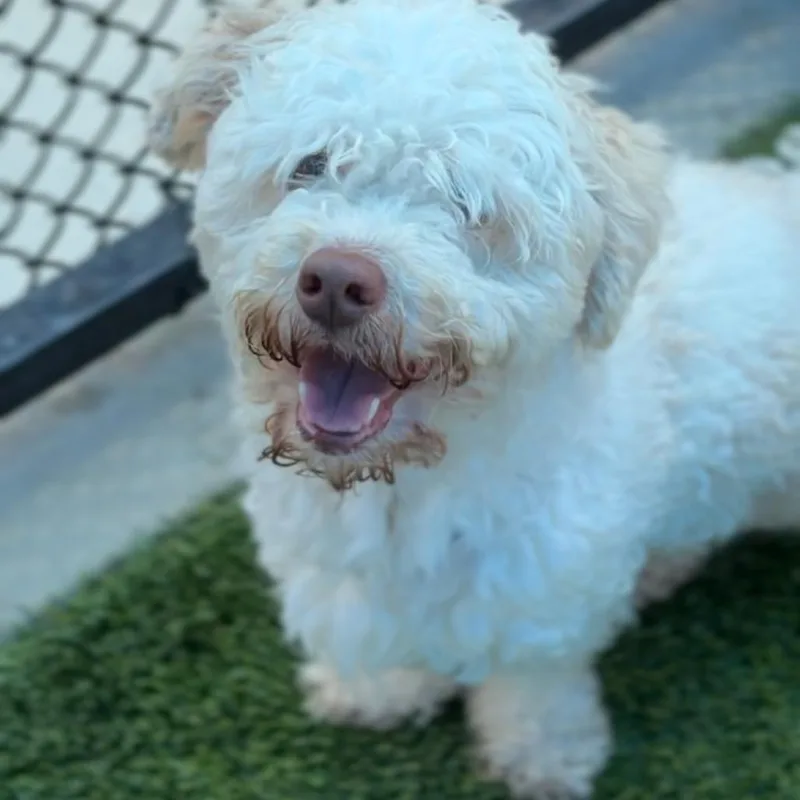 Oakley A thumbnail 2