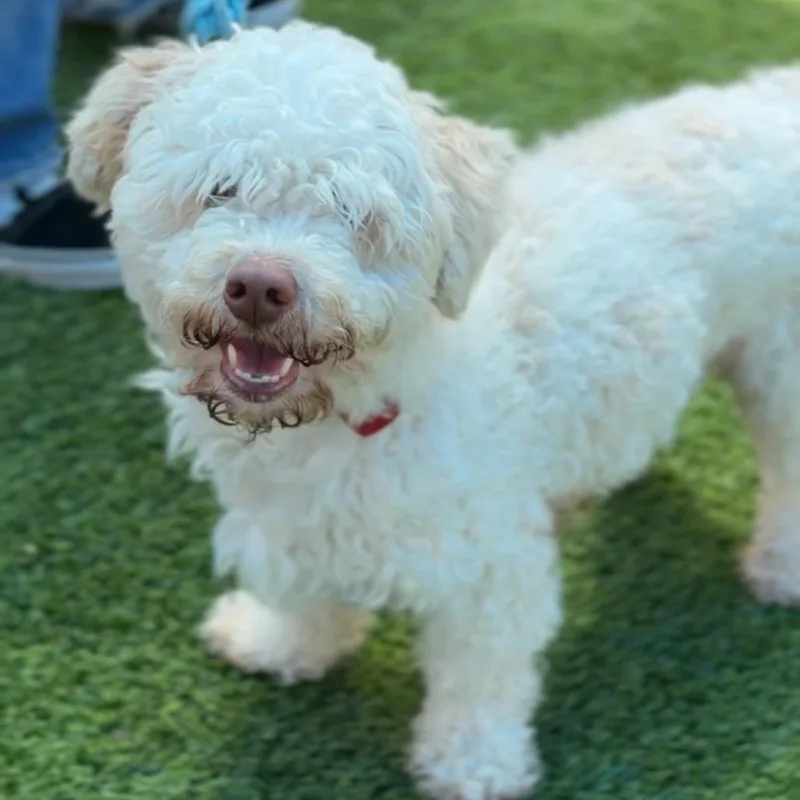 Oakley A thumbnail 4