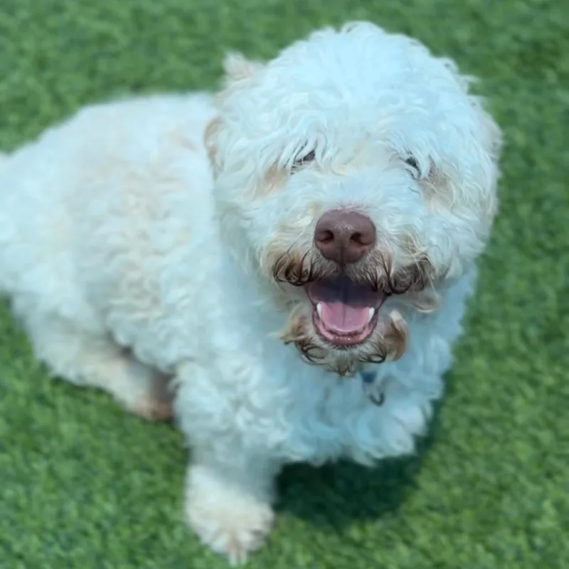 Oakley A thumbnail 5