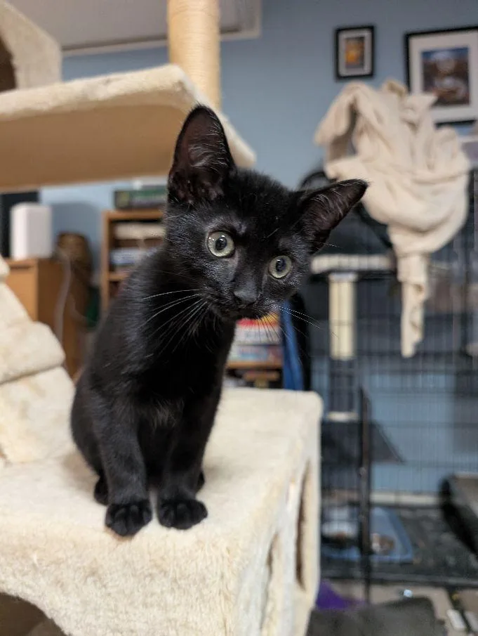 A baby medium-sized male Black Domestic Short Hair cat named Fluffy for adoption in Lake Orion, MI