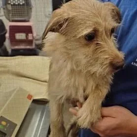 An adult small-sized female Yellow / Tan / Blond / Fawn Chihuahua dog named Willow for adoption in Normal, IL