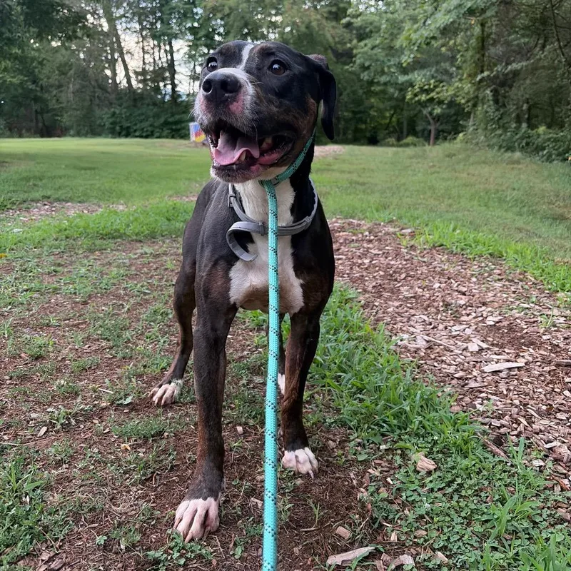 An adult medium-sized male Pit Bull Terrier dog named Alfie for adoption in Charlottesville, VA
