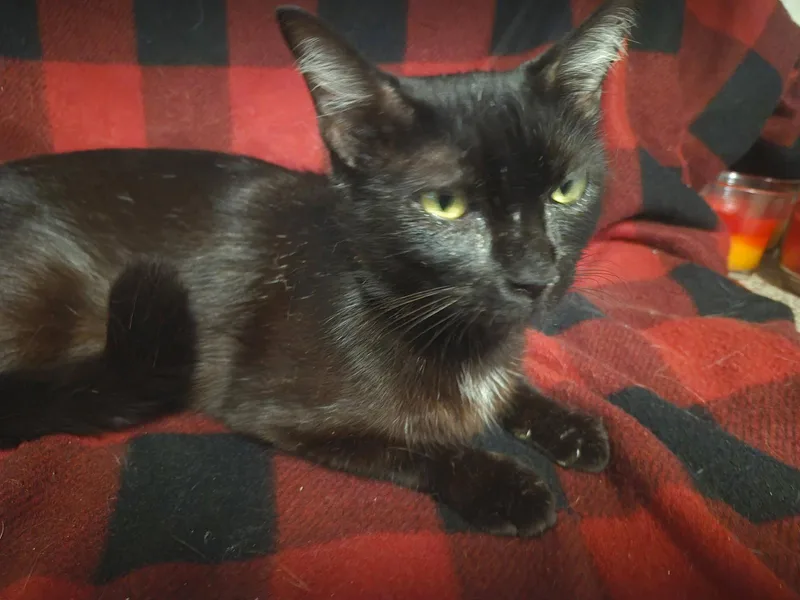 An adult medium-sized female Black & White / Tuxedo Domestic Short Hair cat named Batman for adoption in Oviedo, FL