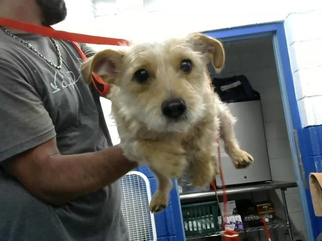 A young small-sized female Poodle dog named Poppy for adoption in Albuquerque, NM