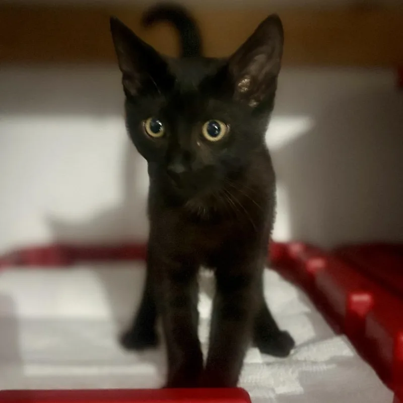 A baby small-sized female Black Domestic Short Hair cat named Bagheera for adoption in Long Beach, CA