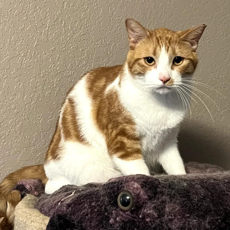 An adult small-sized male Orange / Red Domestic Short Hair cat named George for adoption in Tulsa, OK