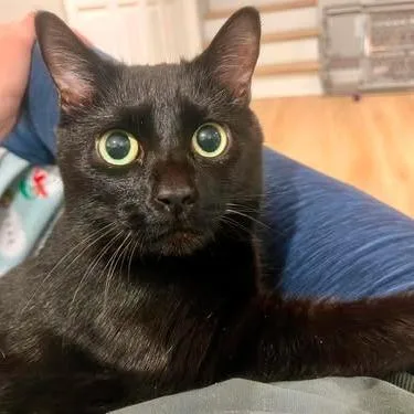 Bella