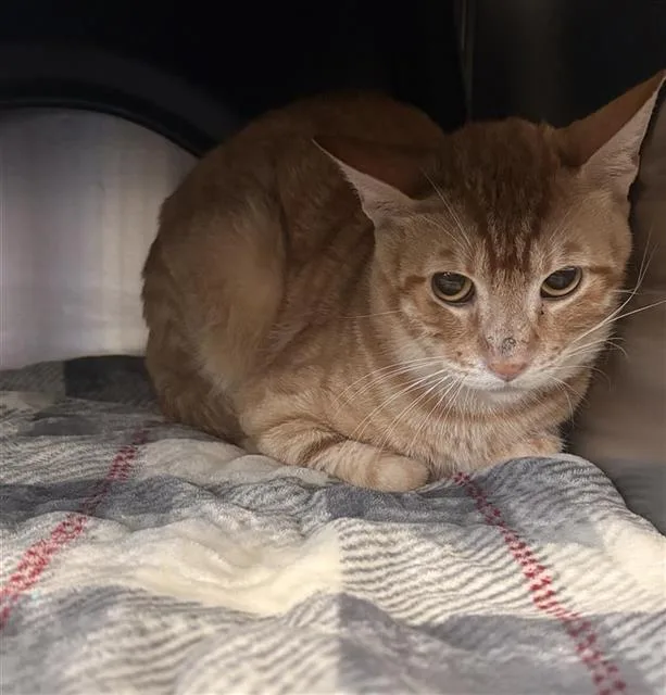A young medium-sized male Domestic Short Hair cat named Garfield for adoption in Dallas, TX