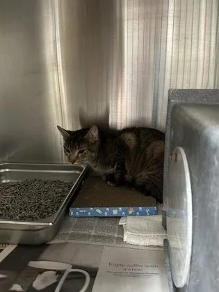 An adult large-sized female Domestic Short Hair cat named Dusty working cat! for adoption in Fairfax, VA